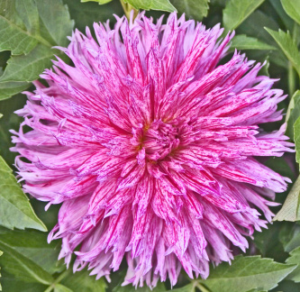 Dahlia ' HOLLYHILL CANDY STRIPE '  (S.Fim.)   Kennedy T.&amp; M.  USA  2001    (ADS)